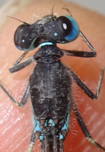 Réf. 354 236 : Ischnura graellsii